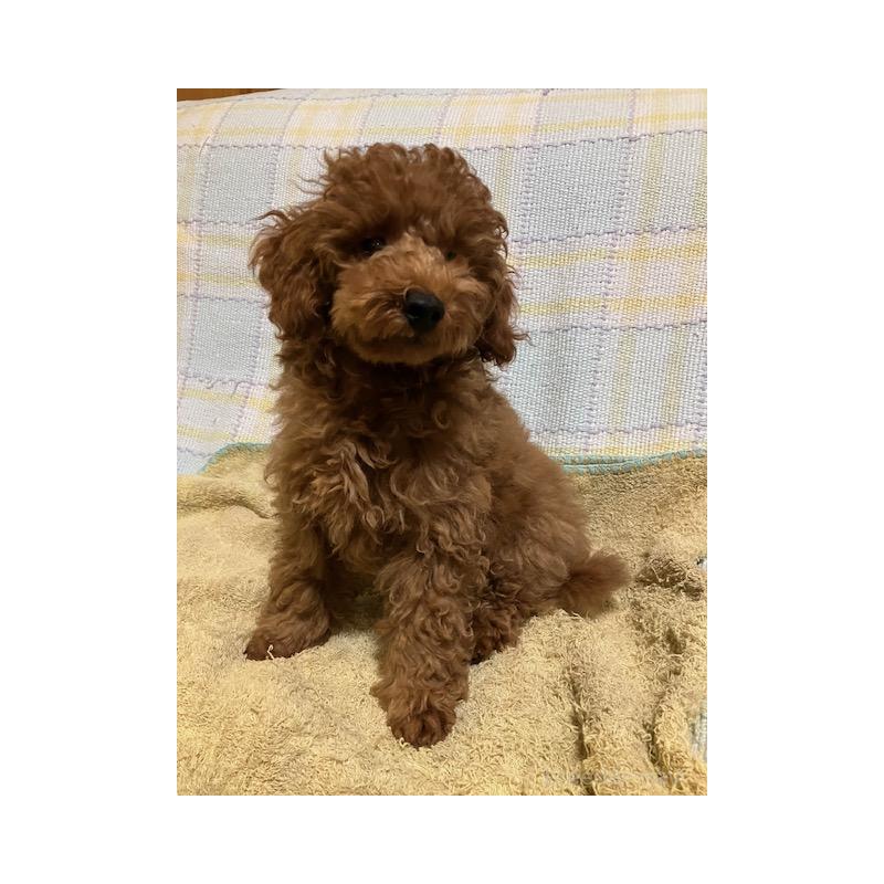 販売中の沖縄県のティーカッププードル-419343の4枚目