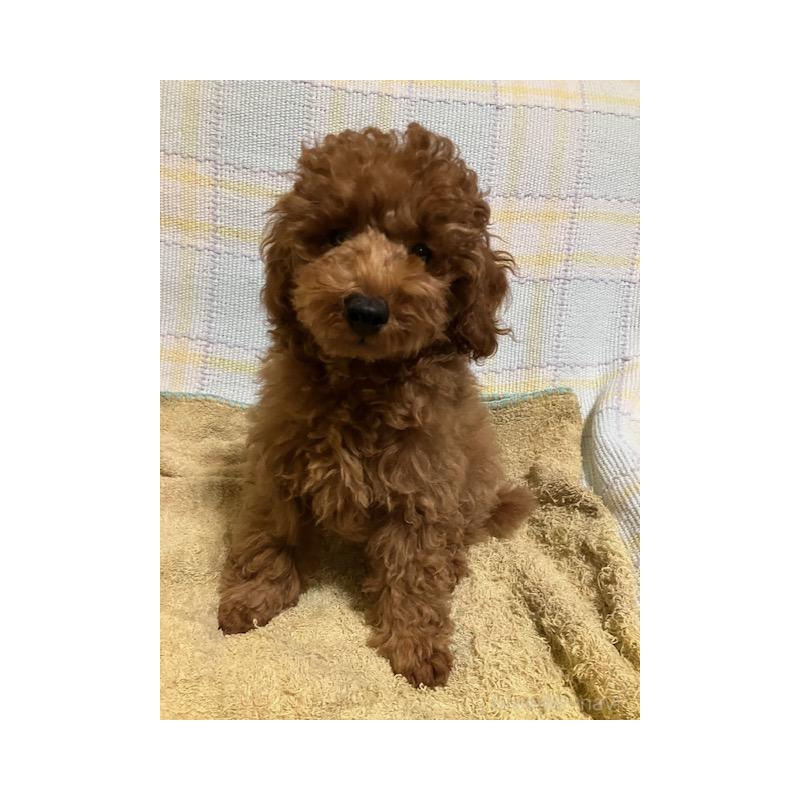 販売中の沖縄県のティーカッププードル-419343の3枚目