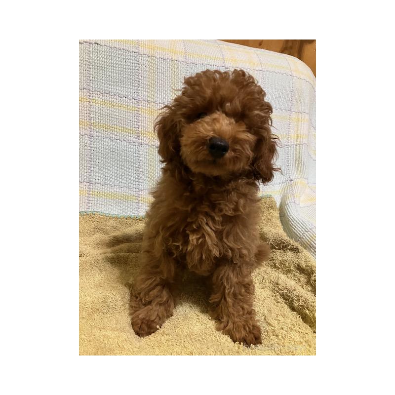 販売中の沖縄県のティーカッププードル-419343の2枚目