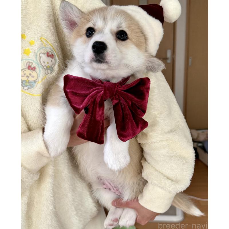 商談中の千葉県のウェルシュコーギーペンブローク-417596の3枚目