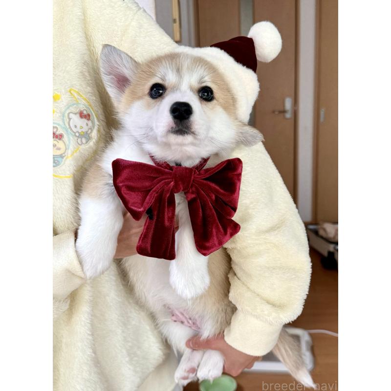 商談中の千葉県のウェルシュコーギーペンブローク-417596の2枚目