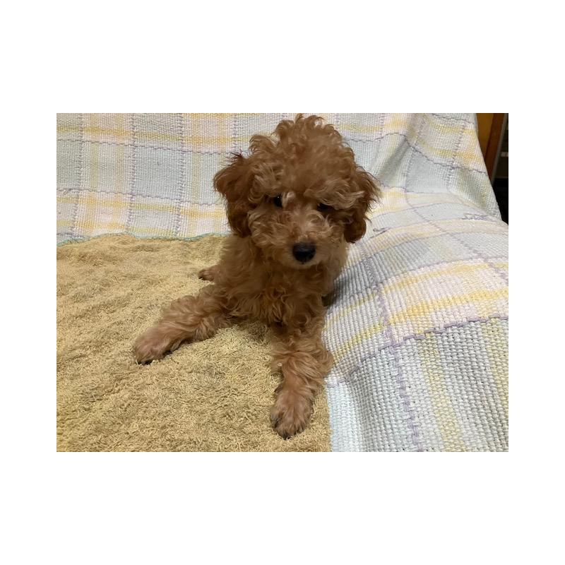 販売中の沖縄県のタイニープードル-419339の4枚目