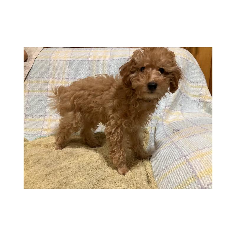 販売中の沖縄県のタイニープードル-419339の3枚目