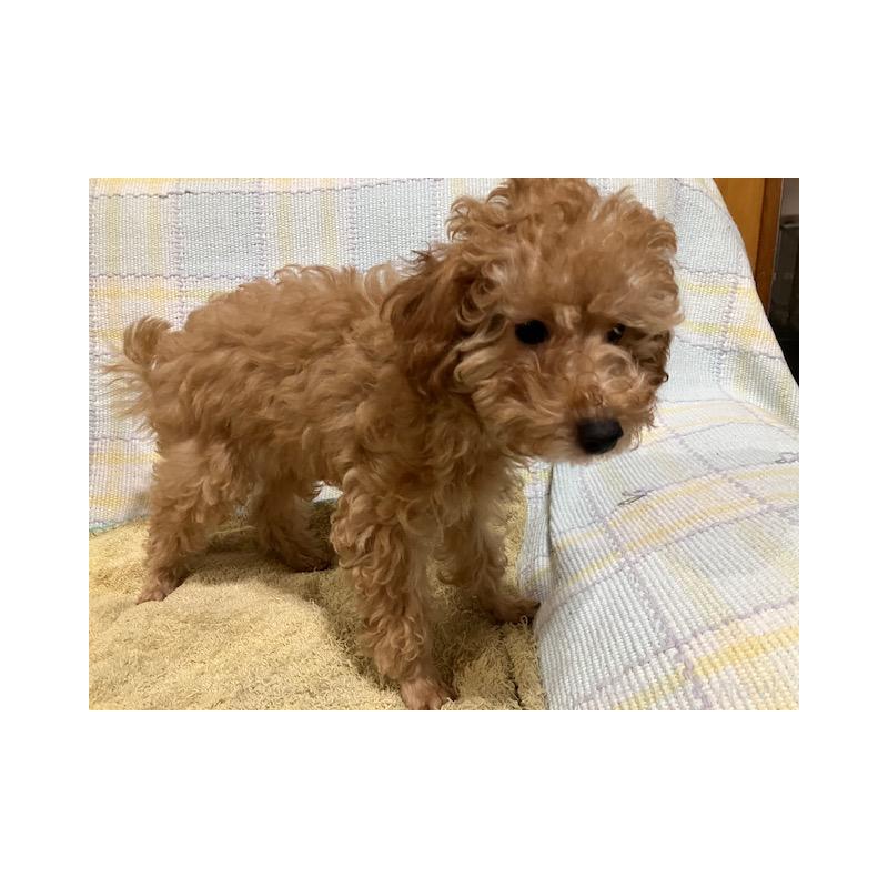 販売中の沖縄県のタイニープードル-419339の2枚目