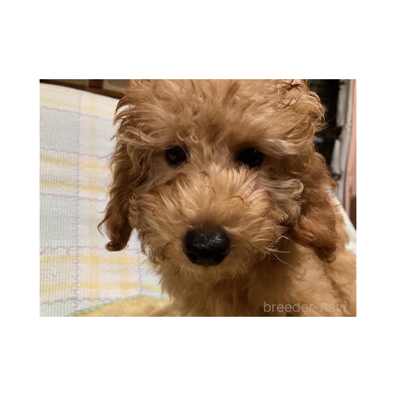 販売中の沖縄県のタイニープードル-419338の4枚目