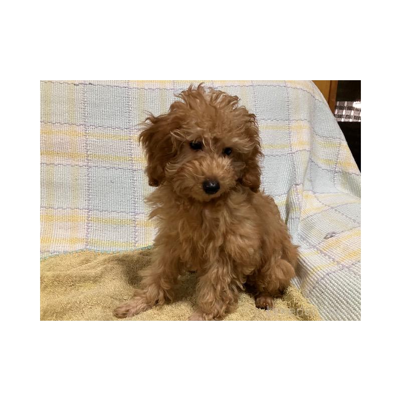 販売中の沖縄県のタイニープードル-419338の3枚目