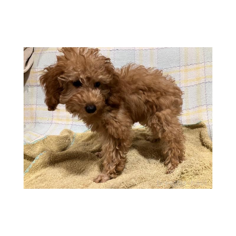 販売中の沖縄県のタイニープードル-419338の2枚目