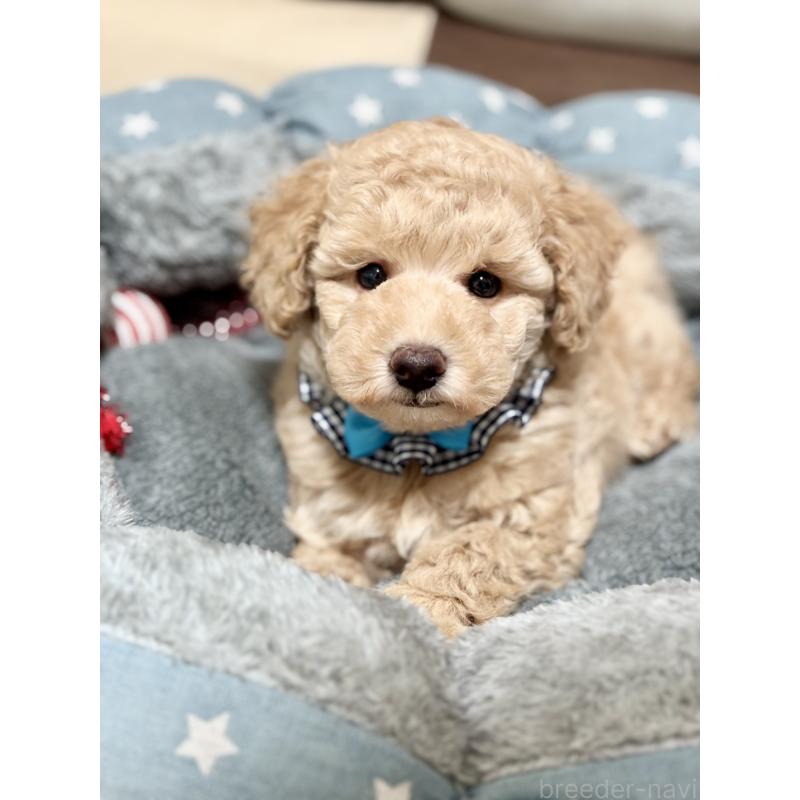 販売中の福岡県のトイプードル-426470の6枚目