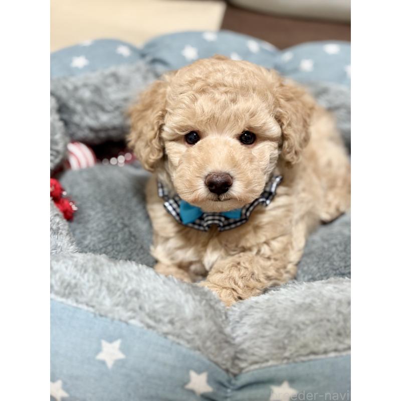 販売中の福岡県のトイプードル-426470の5枚目