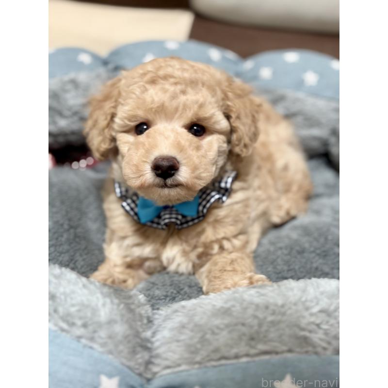 販売中の福岡県のトイプードル-426470の4枚目