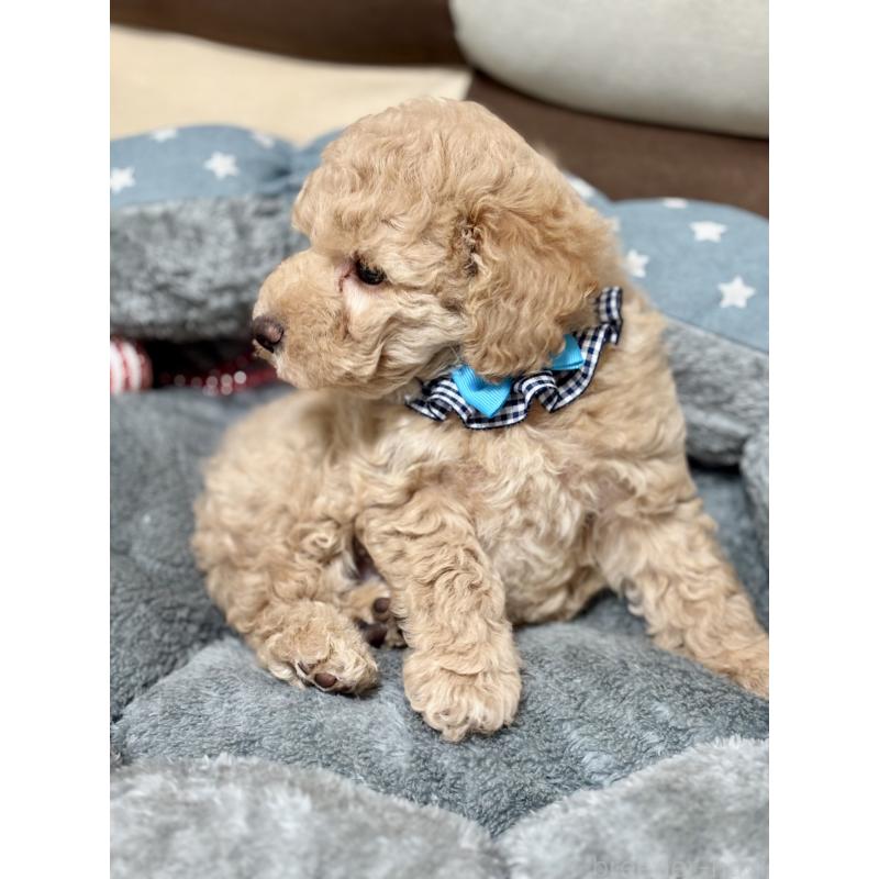 販売中の福岡県のトイプードル-426470の3枚目