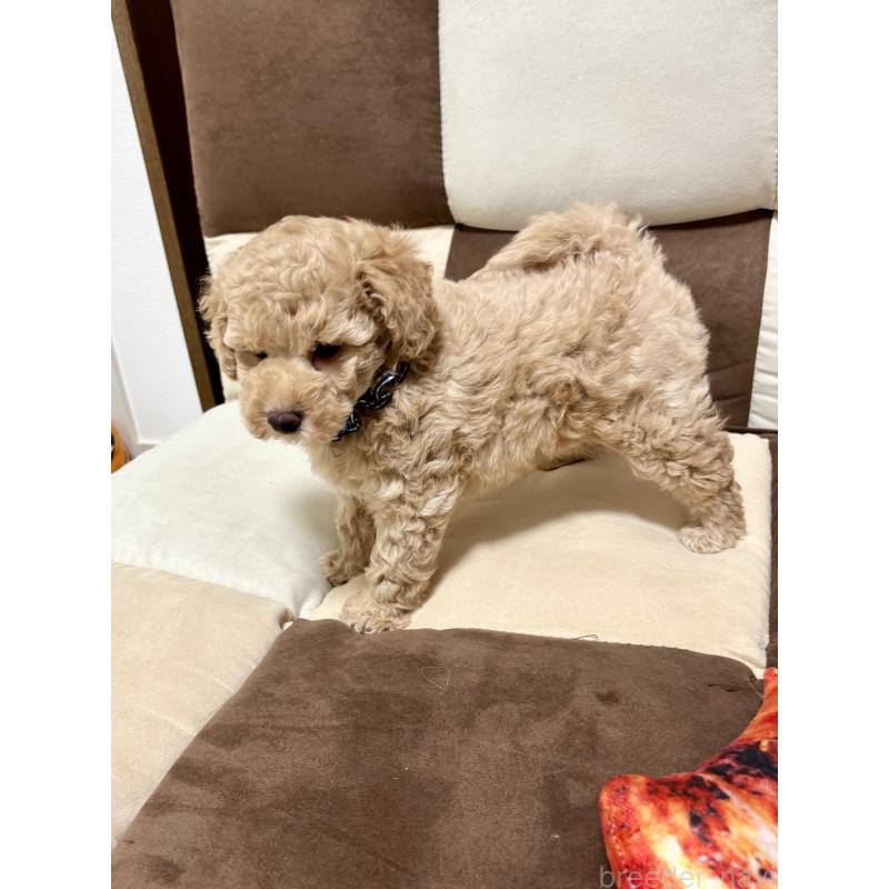 販売中の福岡県のトイプードル-426470の2枚目