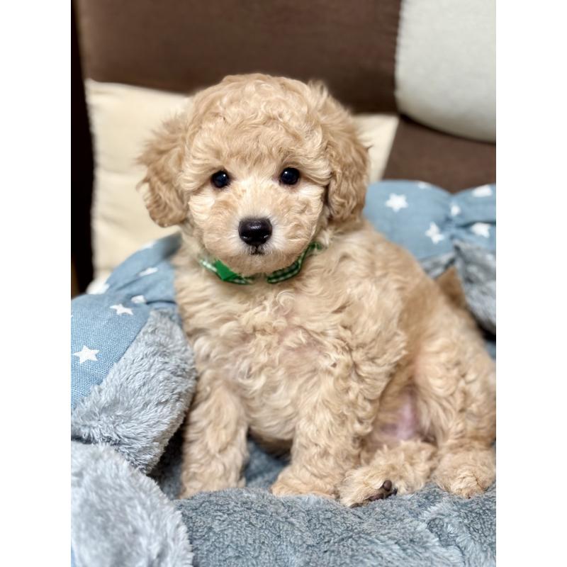 販売中の福岡県のトイプードル-426471の9枚目