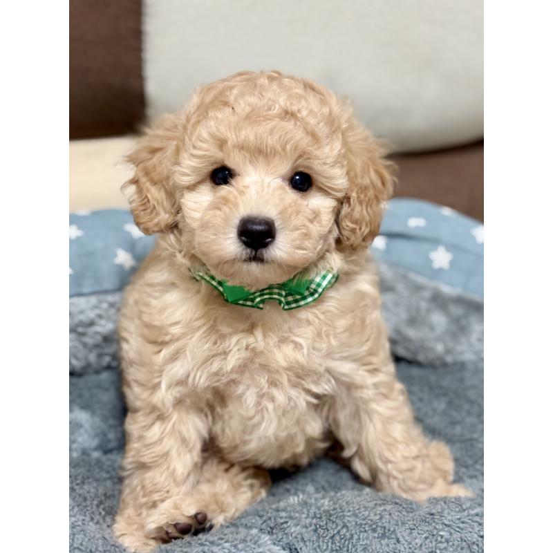 販売中の福岡県のトイプードル-426471の8枚目