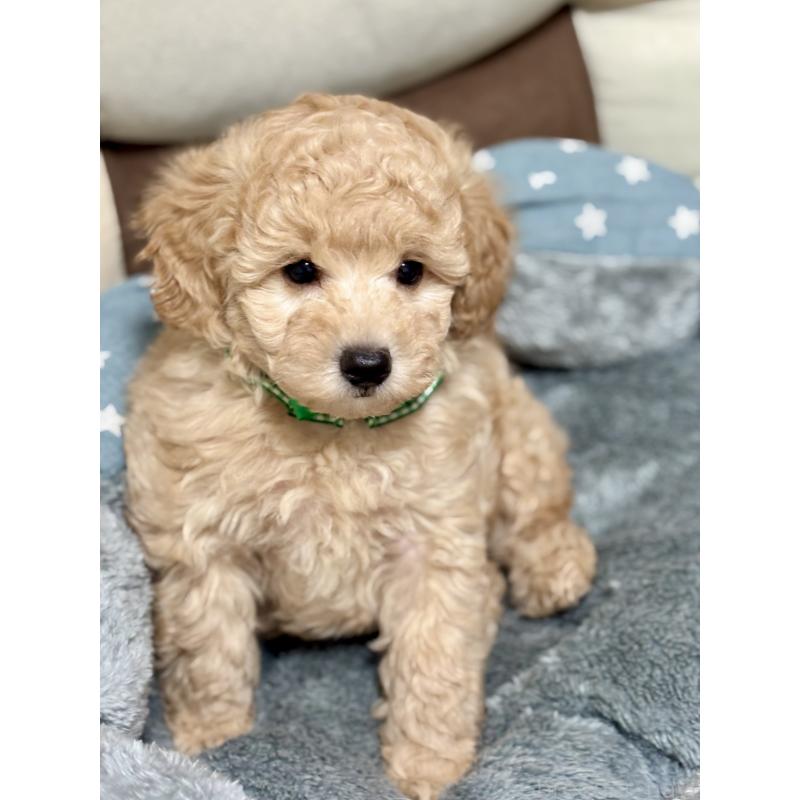 販売中の福岡県のトイプードル-426471の7枚目