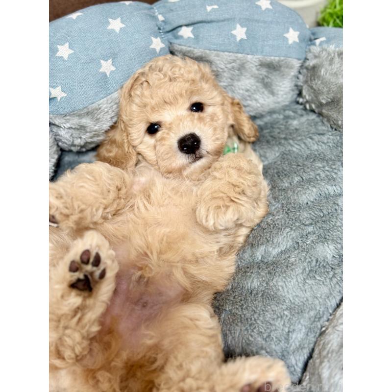 販売中の福岡県のトイプードル-426471の6枚目