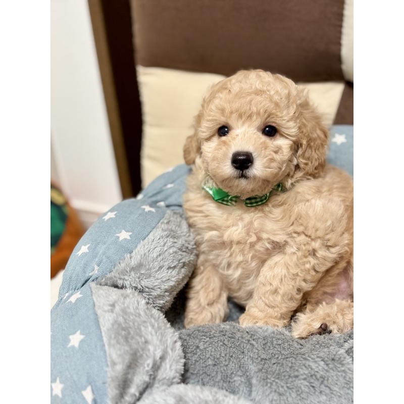 販売中の福岡県のトイプードル-426471の5枚目