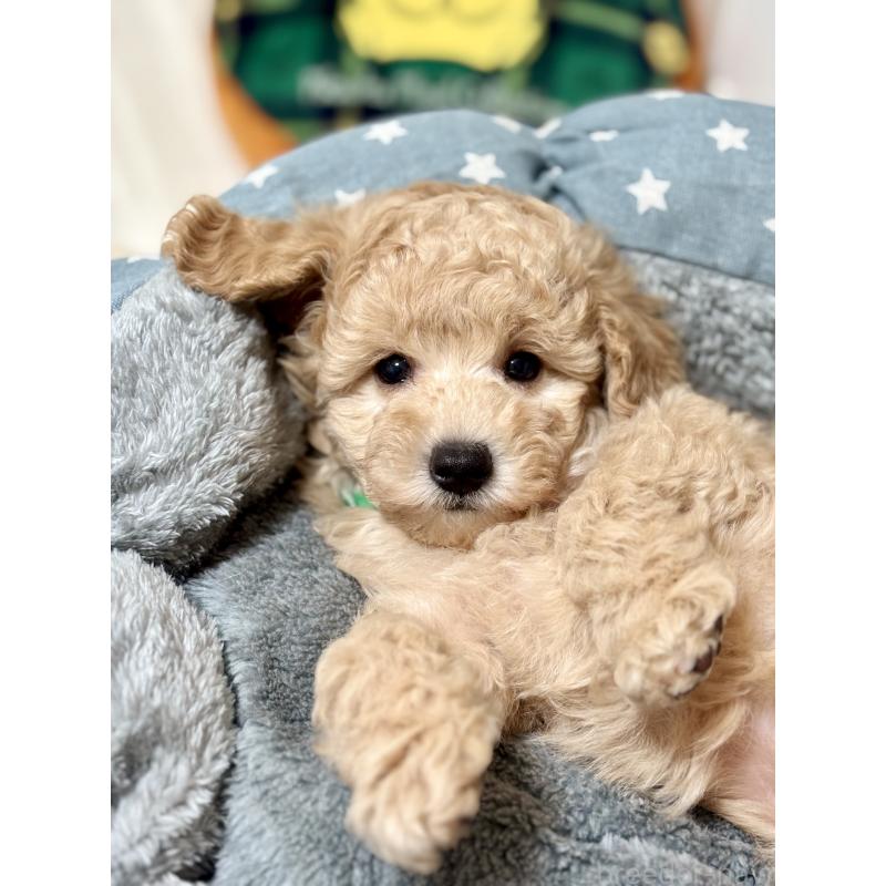 販売中の福岡県のトイプードル-426471の4枚目