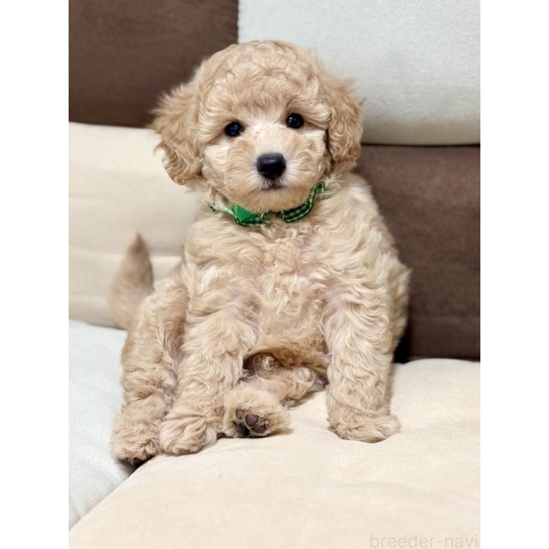 販売中の福岡県のトイプードル-426471の3枚目