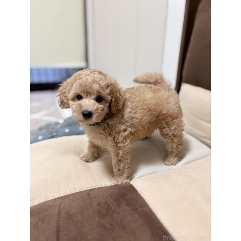 販売中の福岡県のトイプードル-426471の2枚目