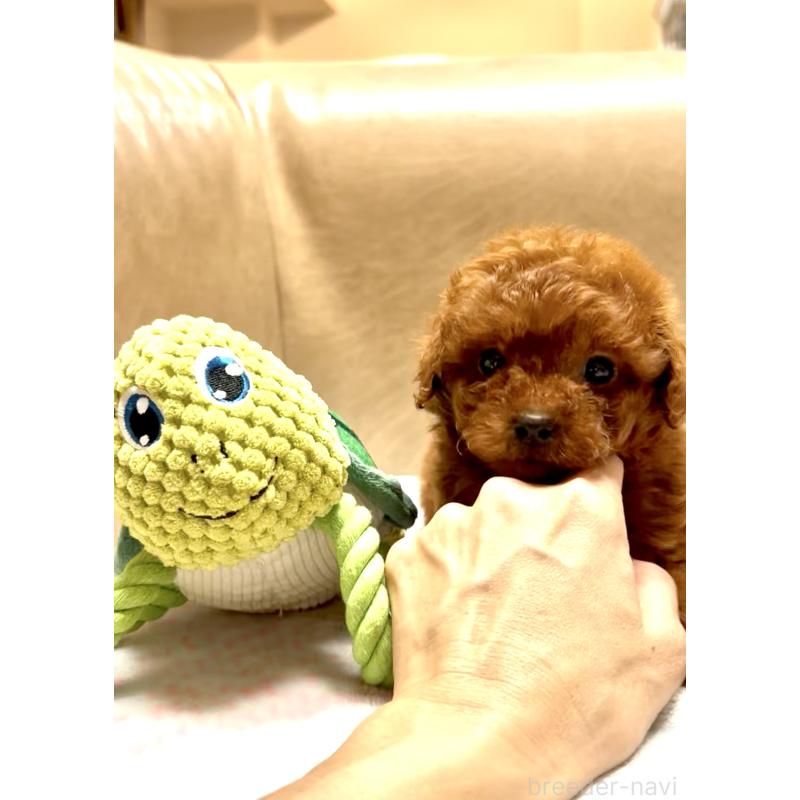 販売中の奈良県のタイニープードル-426474