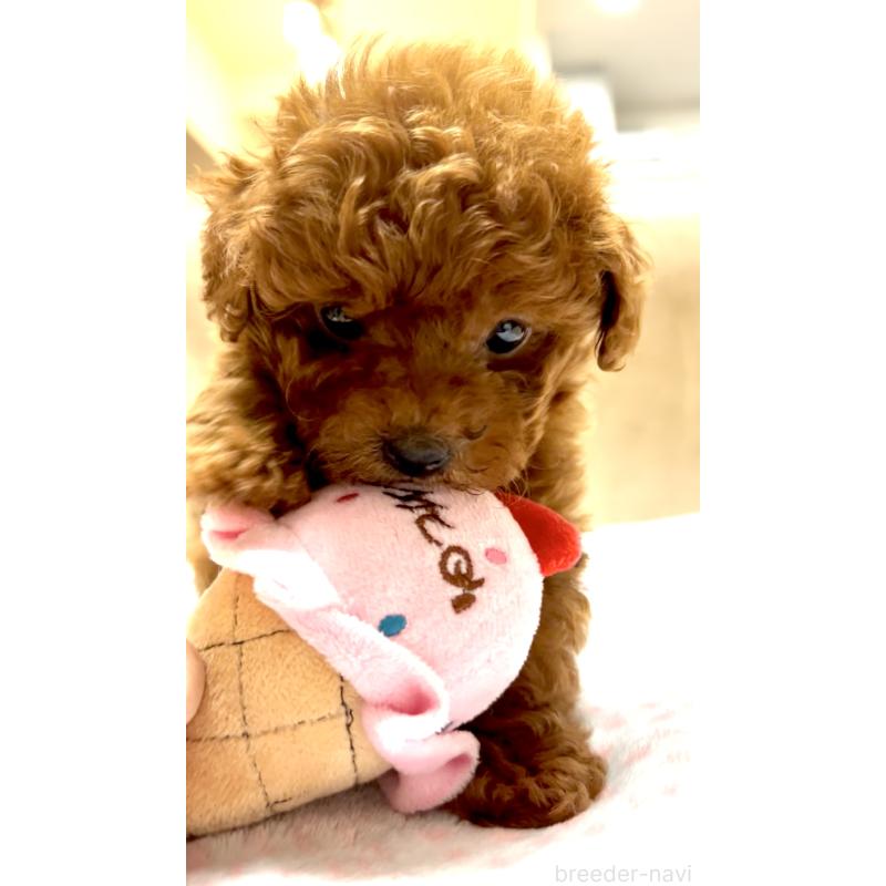販売中の奈良県のタイニープードル-426474