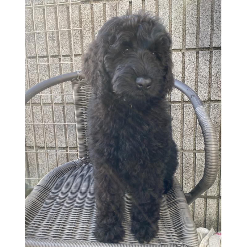 成約済の茨城県のミックス犬-411391の1枚目