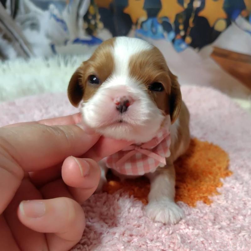 販売中の神奈川県のキャバリアキングチャールズスパニエル-426496