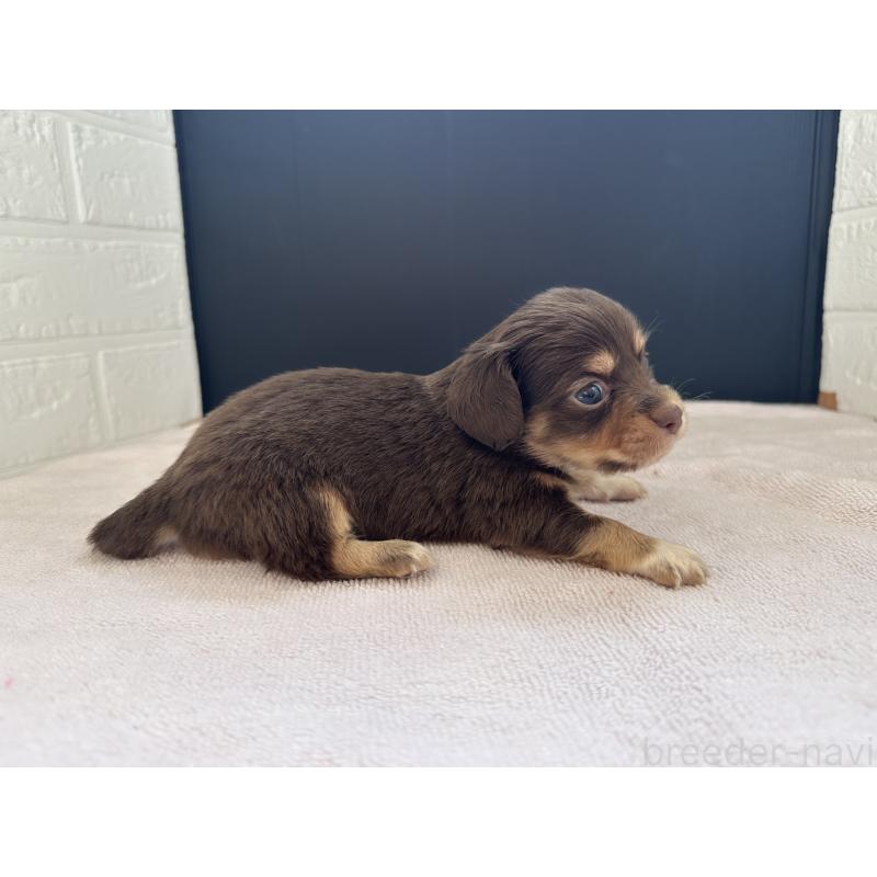 販売中の栃木県のチワックス:チワワ×ミニチュアダックスフンド-426498の8枚目