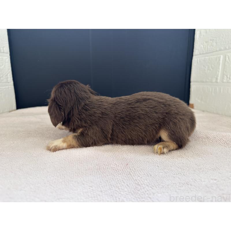 販売中の栃木県のチワックス:チワワ×ミニチュアダックスフンド-426498の7枚目