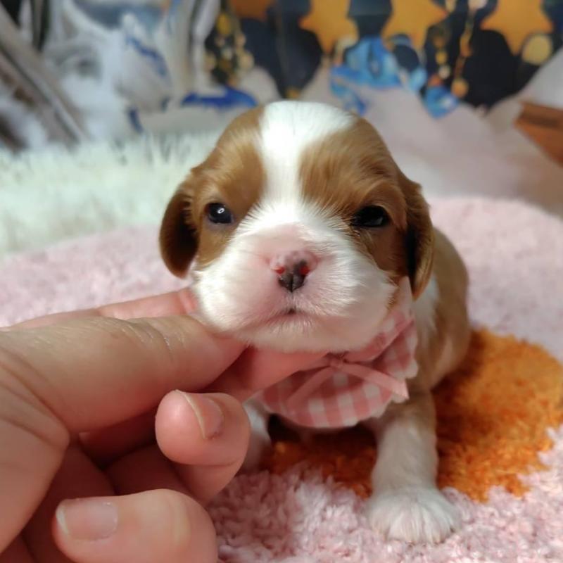 販売中の神奈川県のキャバリアキングチャールズスパニエル-426496の13枚目