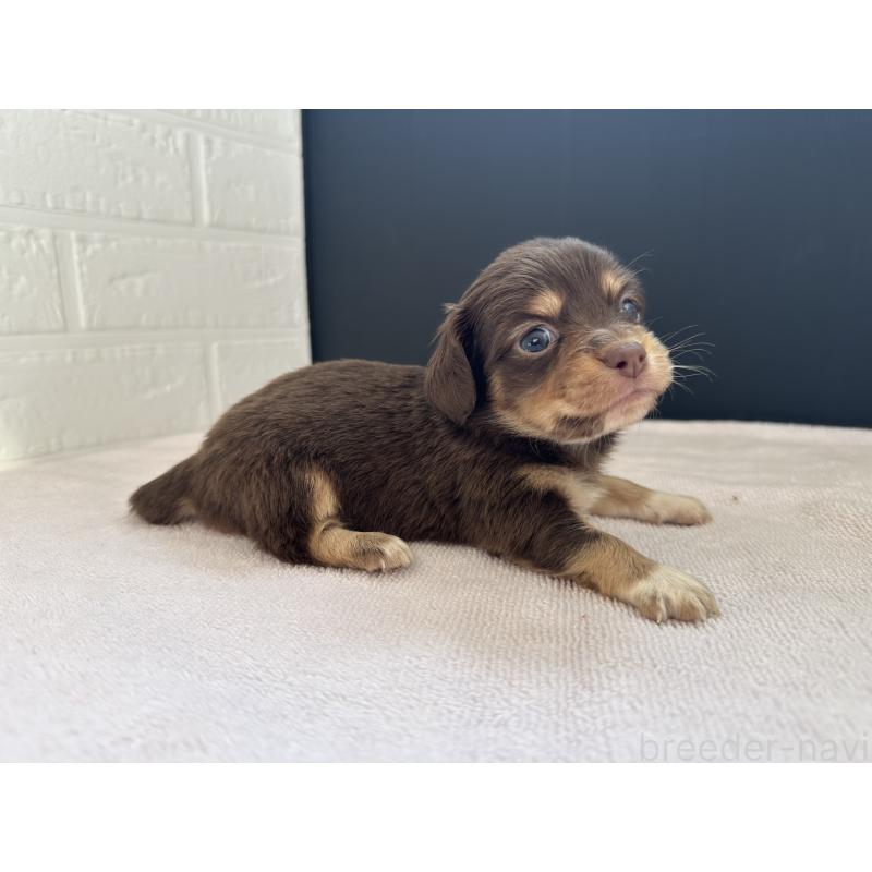 販売中の栃木県のチワックス:チワワ×ミニチュアダックスフンド-426498の6枚目