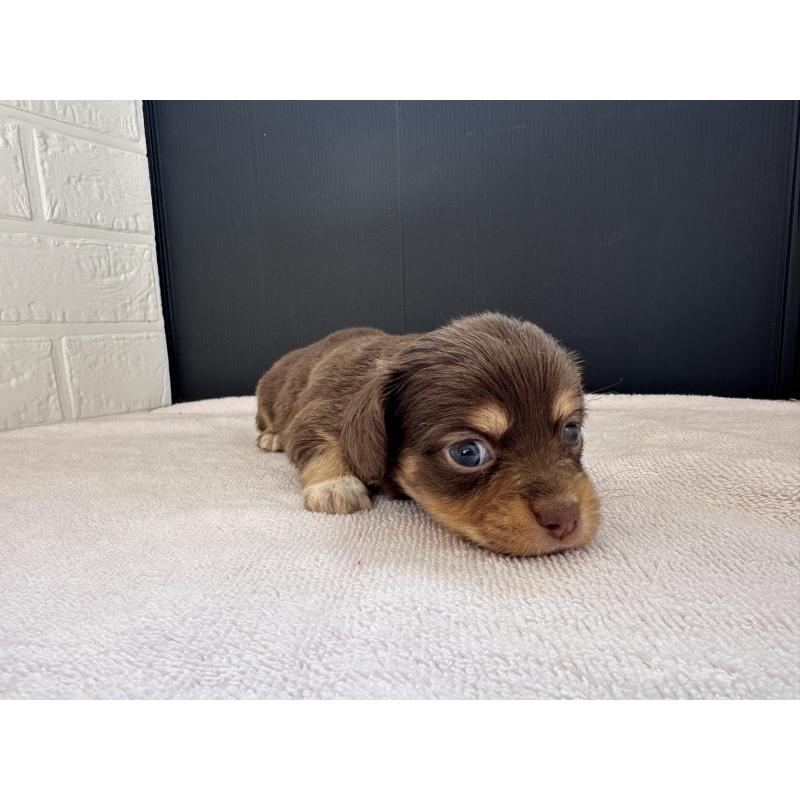 販売中の栃木県のチワックス:チワワ×ミニチュアダックスフンド-426498の5枚目