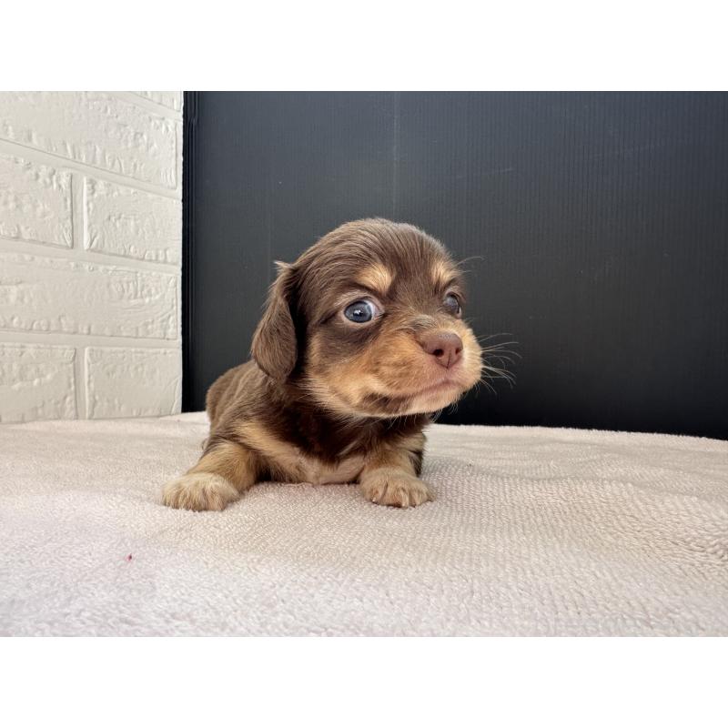 販売中の栃木県のチワックス:チワワ×ミニチュアダックスフンド-426498の4枚目