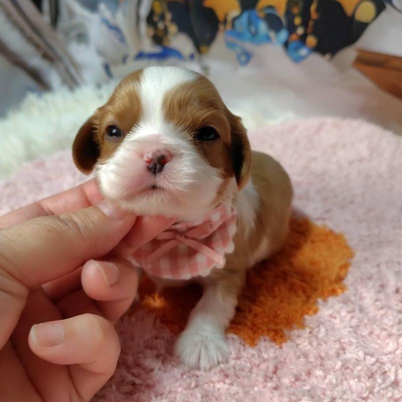 販売中の神奈川県のキャバリアキングチャールズスパニエル-426496の12枚目