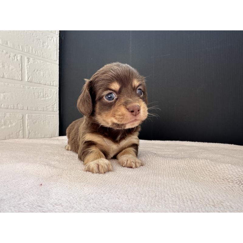 販売中の栃木県のチワックス:チワワ×ミニチュアダックスフンド-426498の3枚目