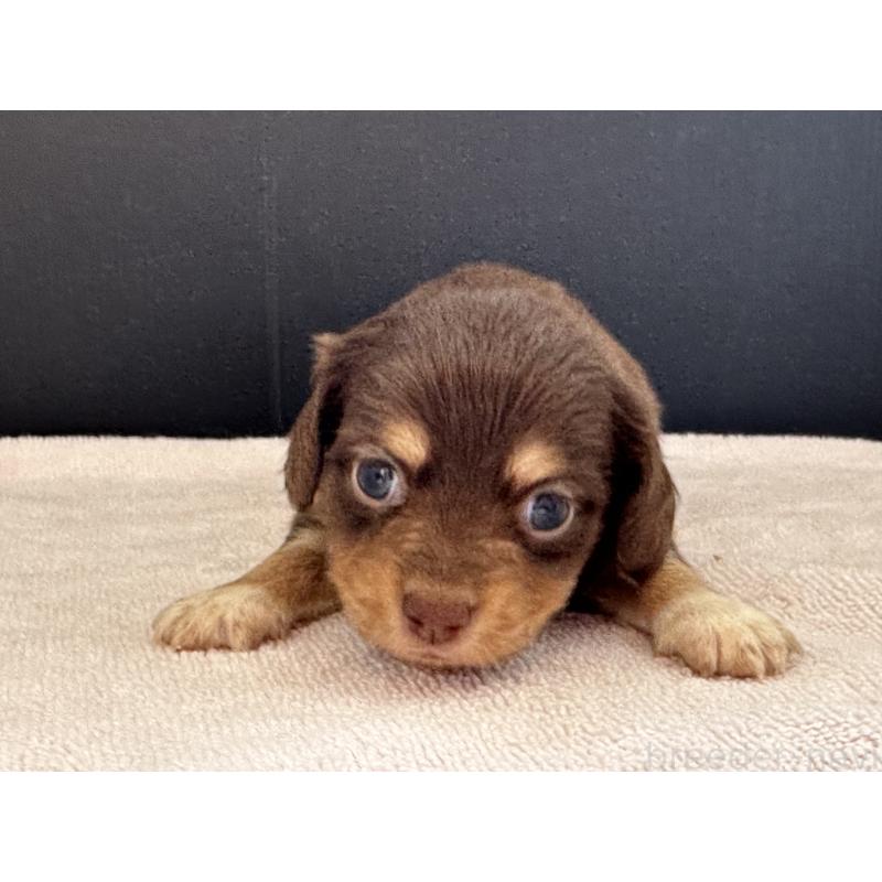 販売中の栃木県のチワックス:チワワ×ミニチュアダックスフンド-426498の2枚目