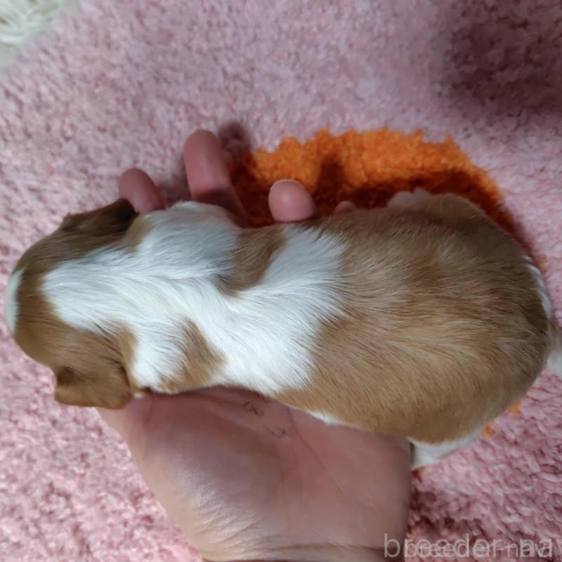 販売中の神奈川県のキャバリアキングチャールズスパニエル-426496の11枚目