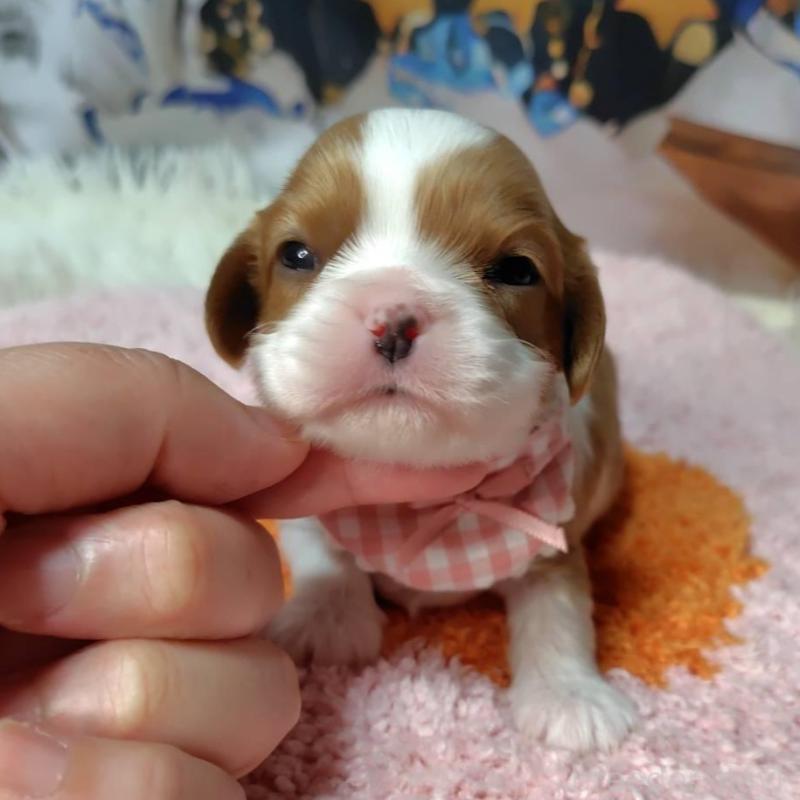 販売中の神奈川県のキャバリアキングチャールズスパニエル-426496の10枚目