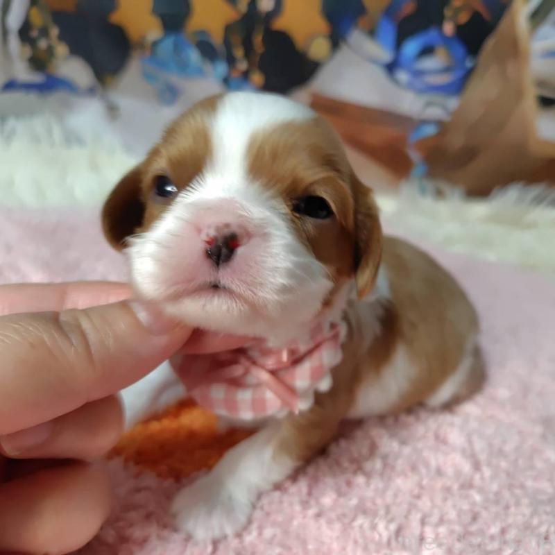 販売中の神奈川県のキャバリアキングチャールズスパニエル-426496の9枚目