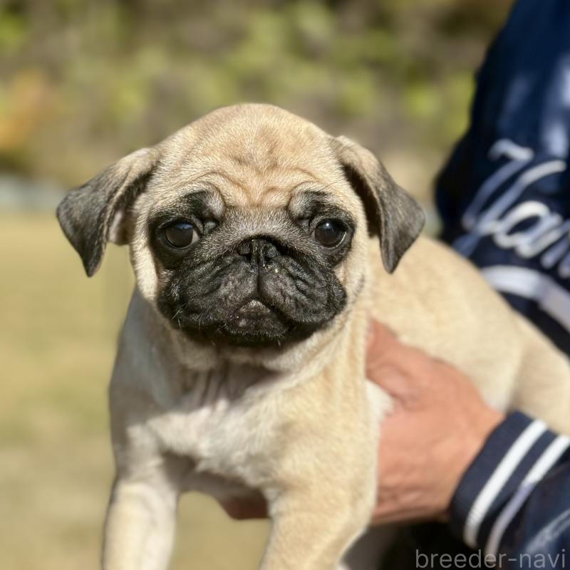販売中の山口県のパグ-417105の1枚目