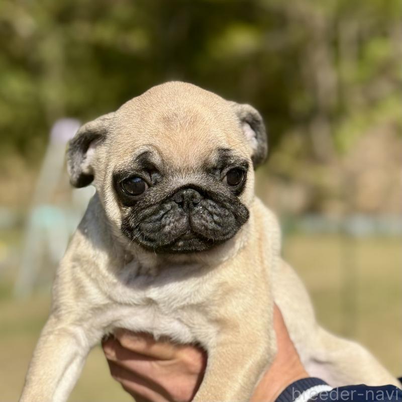 販売中の山口県のパグ-417105の4枚目