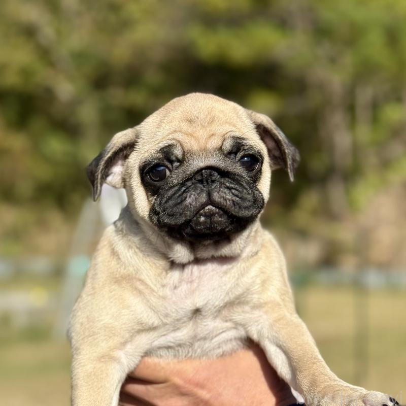 販売中の山口県のパグ-417105の3枚目