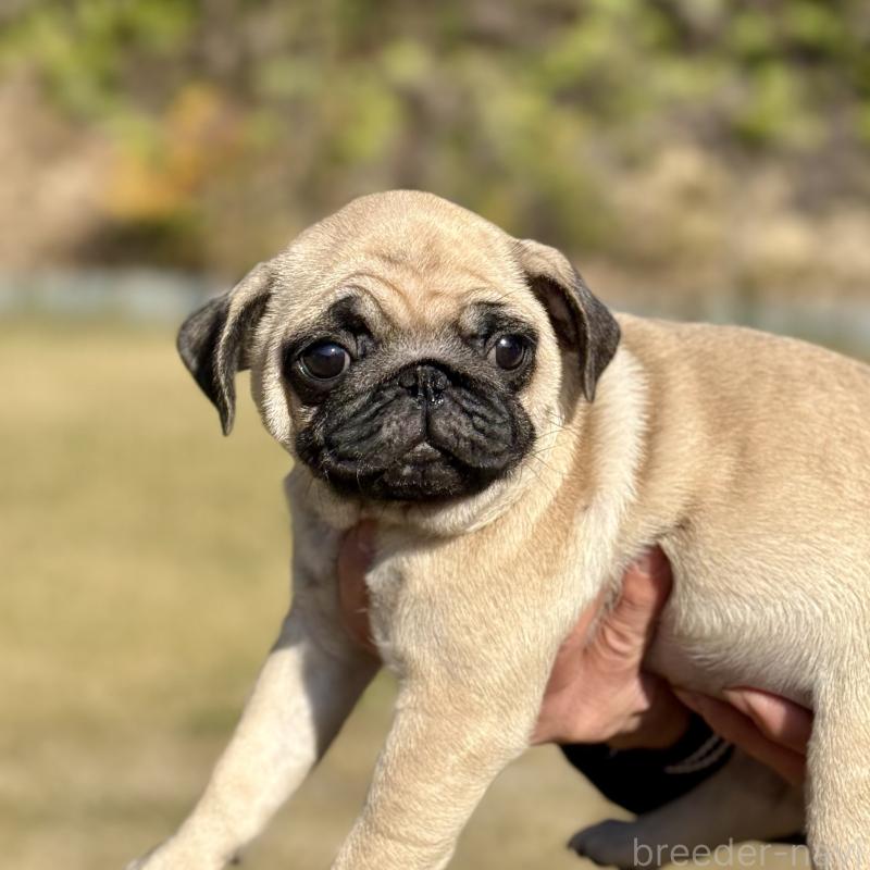 販売中の山口県のパグ-417105の2枚目