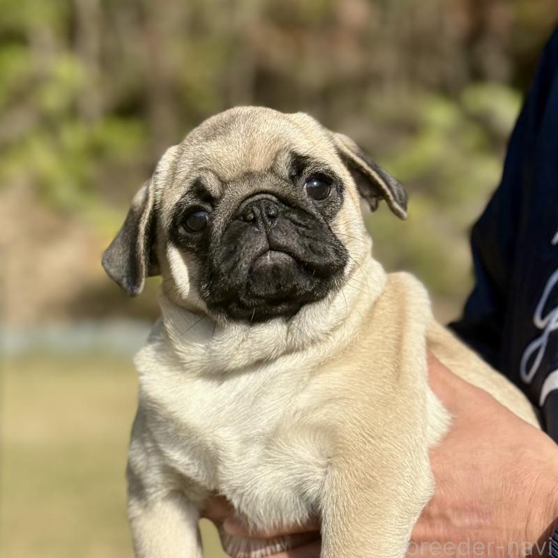 販売中の山口県のパグ-422886