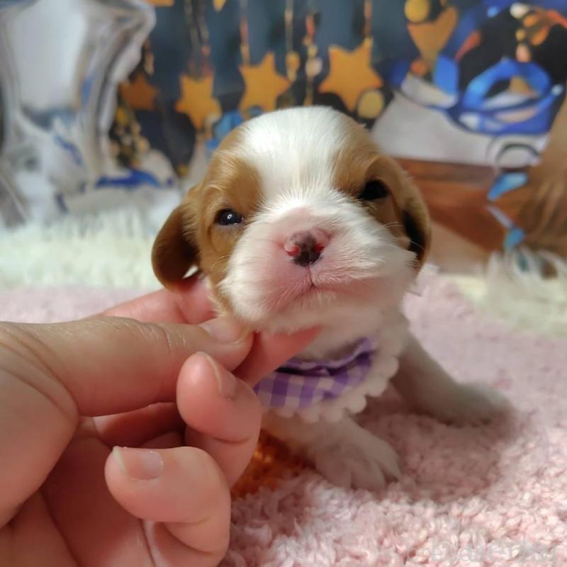 販売中の神奈川県のキャバリアキングチャールズスパニエル-426499