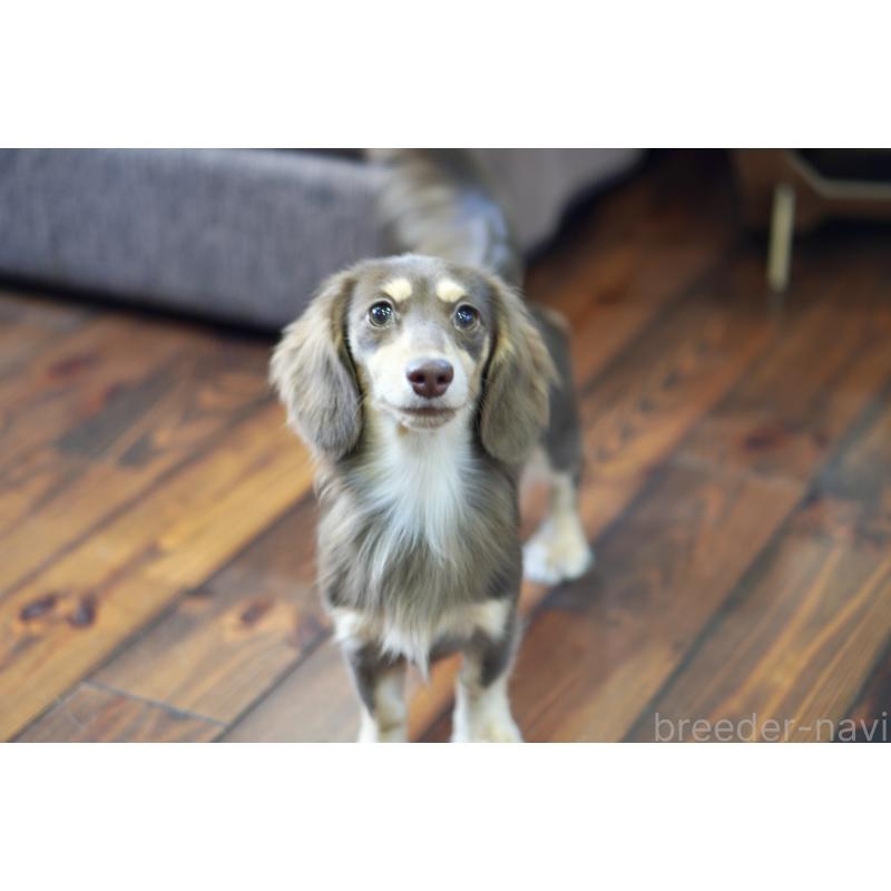 販売中の滋賀県のカニンヘンダックスフンド(ロングヘアード)-409172の20枚目