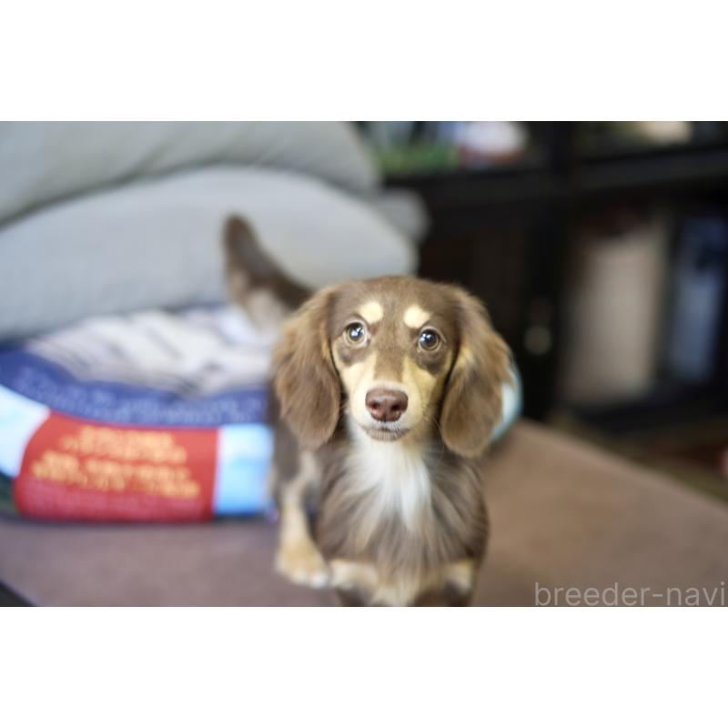 販売中の滋賀県のカニンヘンダックスフンド(ロングヘアード)-409172の19枚目