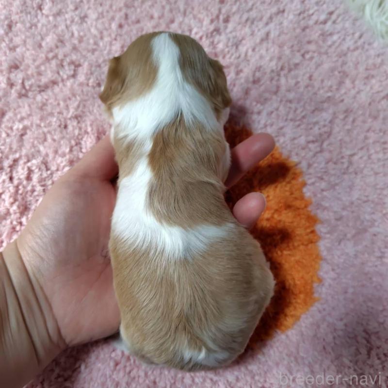 販売中の神奈川県のキャバリアキングチャールズスパニエル-426499の12枚目