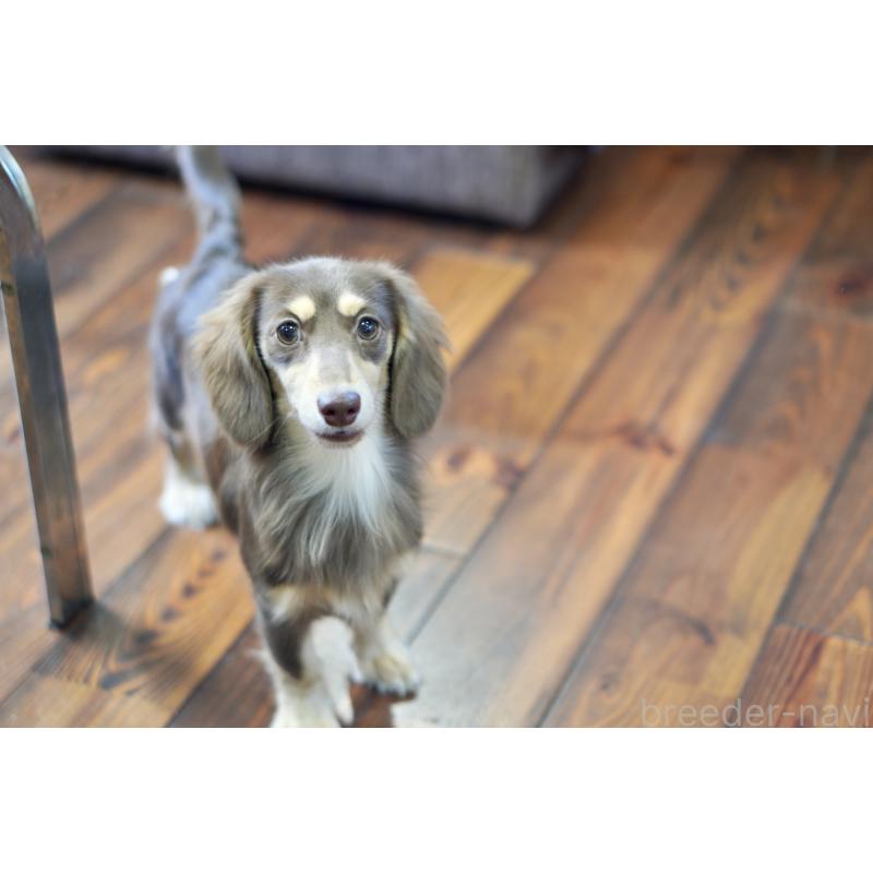 販売中の滋賀県のカニンヘンダックスフンド(ロングヘアード)-409172の17枚目